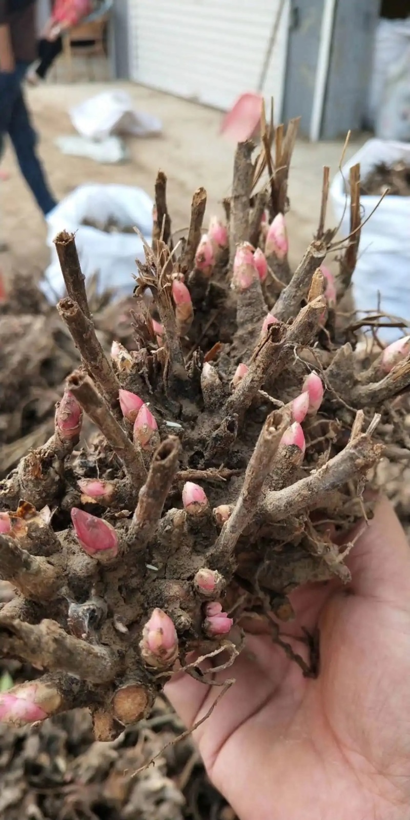 【亳州药材种苗】芍药苗基地直供包技术包回收