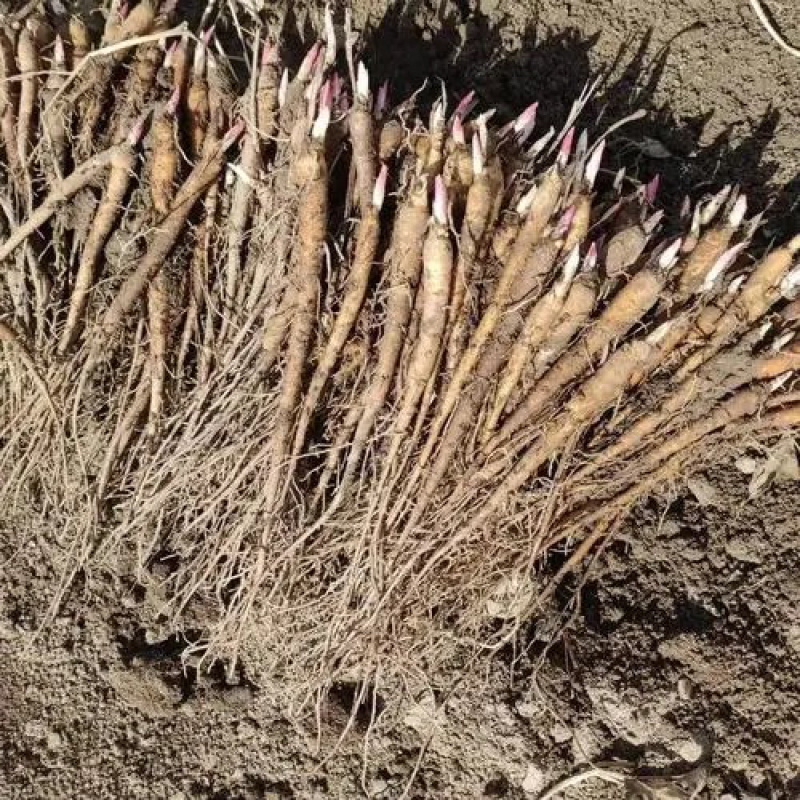 【亳州药材种苗】芍药苗基地直供包技术包回收