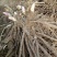 【亳州药材种苗】芍药苗基地直供包技术包回收