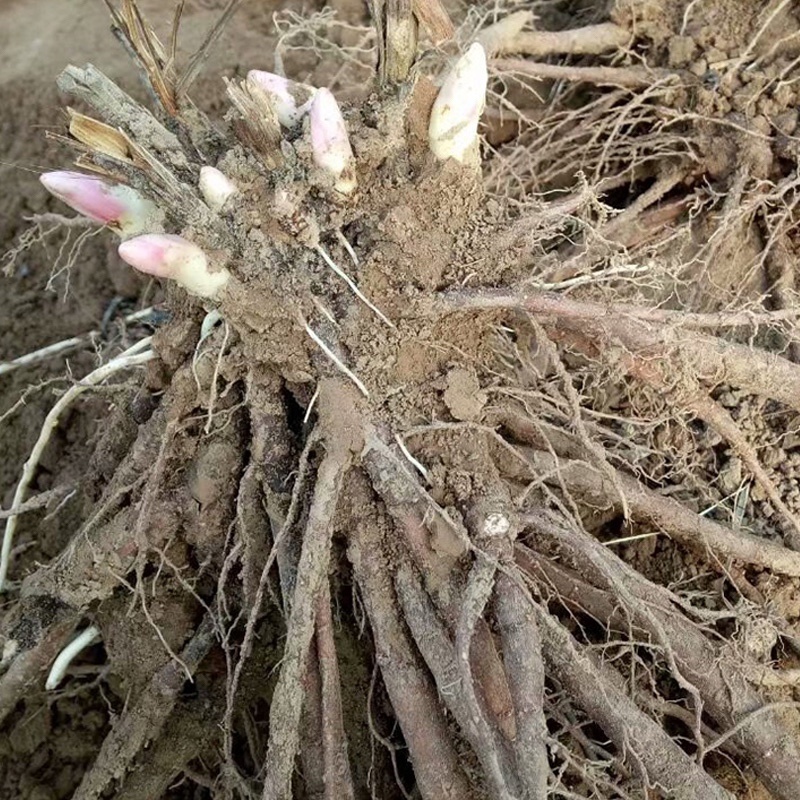 【亳州药材种苗】芍药苗基地直供包技术包回收
