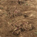 【亳州药材种苗】芍药苗基地直供包技术包回收