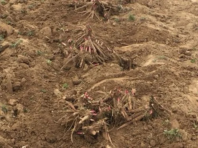 【亳州药材种苗】芍药苗基地直供包技术包回收