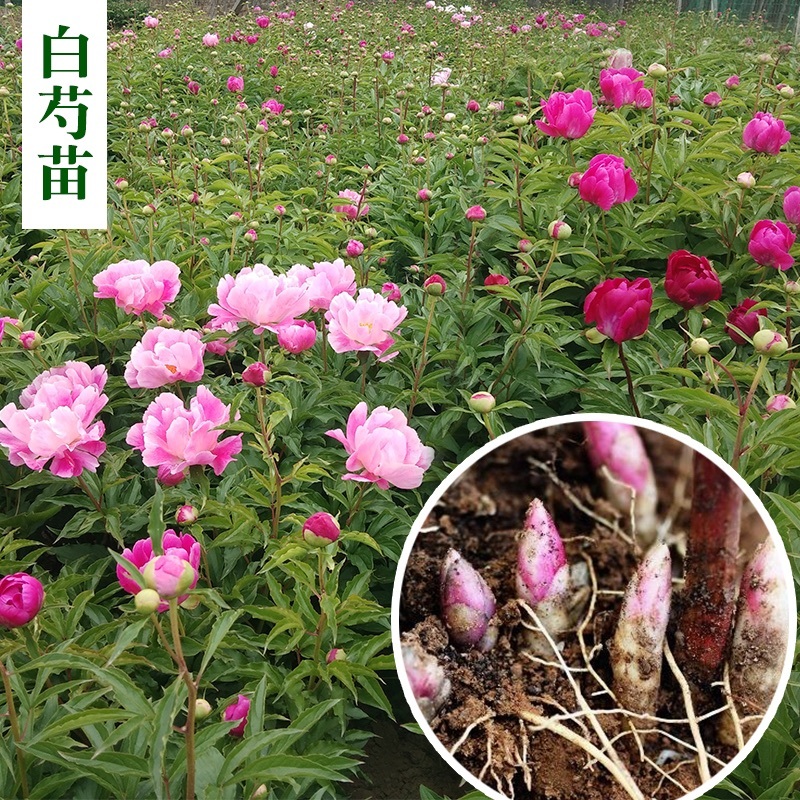 【亳州药材种苗】芍药苗基地直供包技术包回收