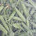 大理，豌豆，蚕豆大量上市