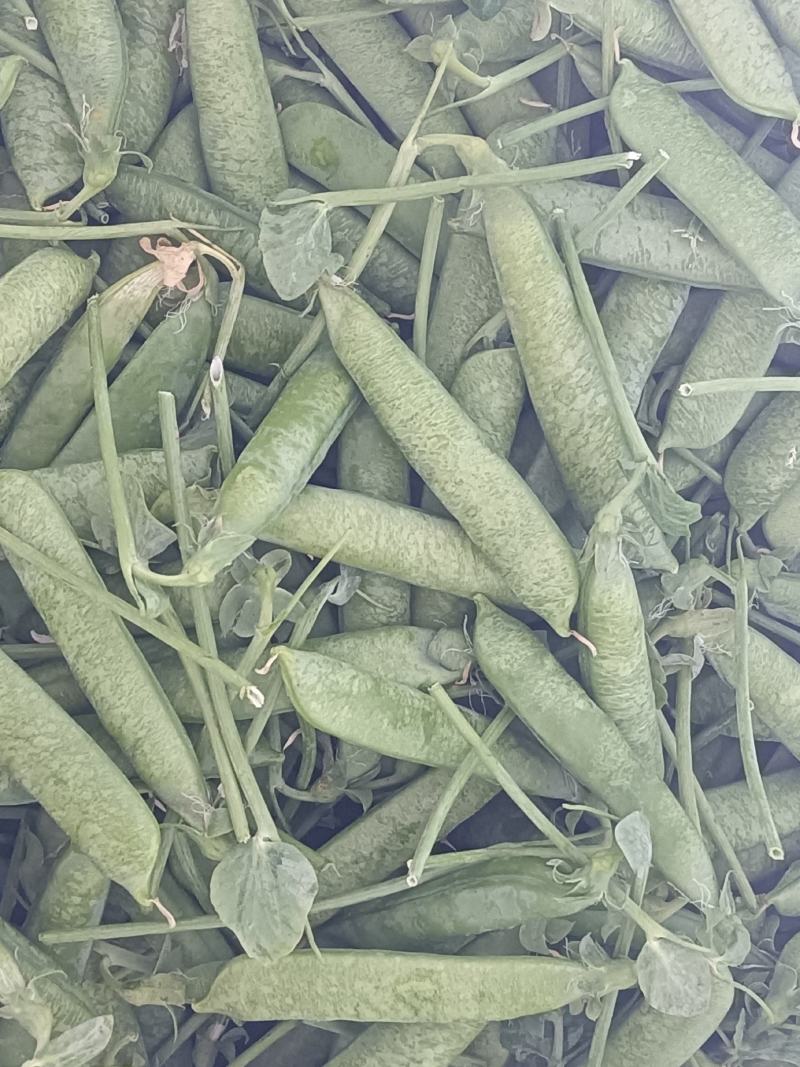 大理，豌豆，蚕豆大量上市