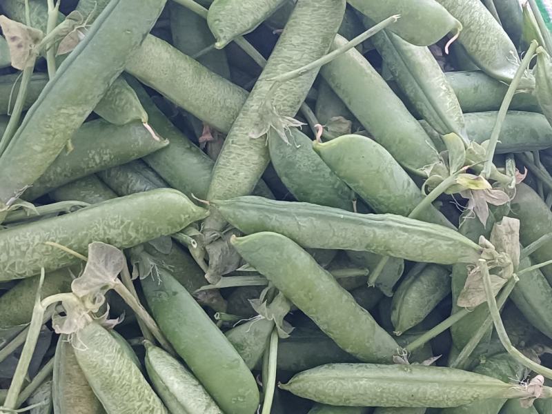 大理，豌豆，蚕豆大量上市