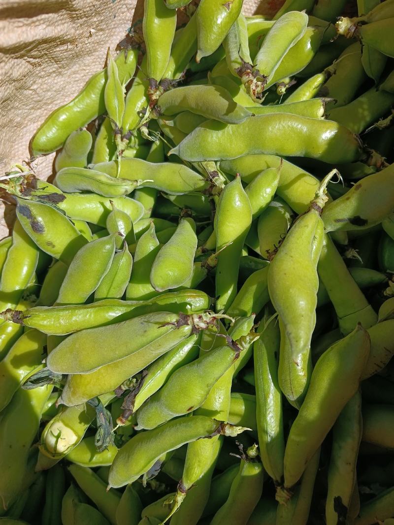 大理，豌豆，蚕豆大量上市