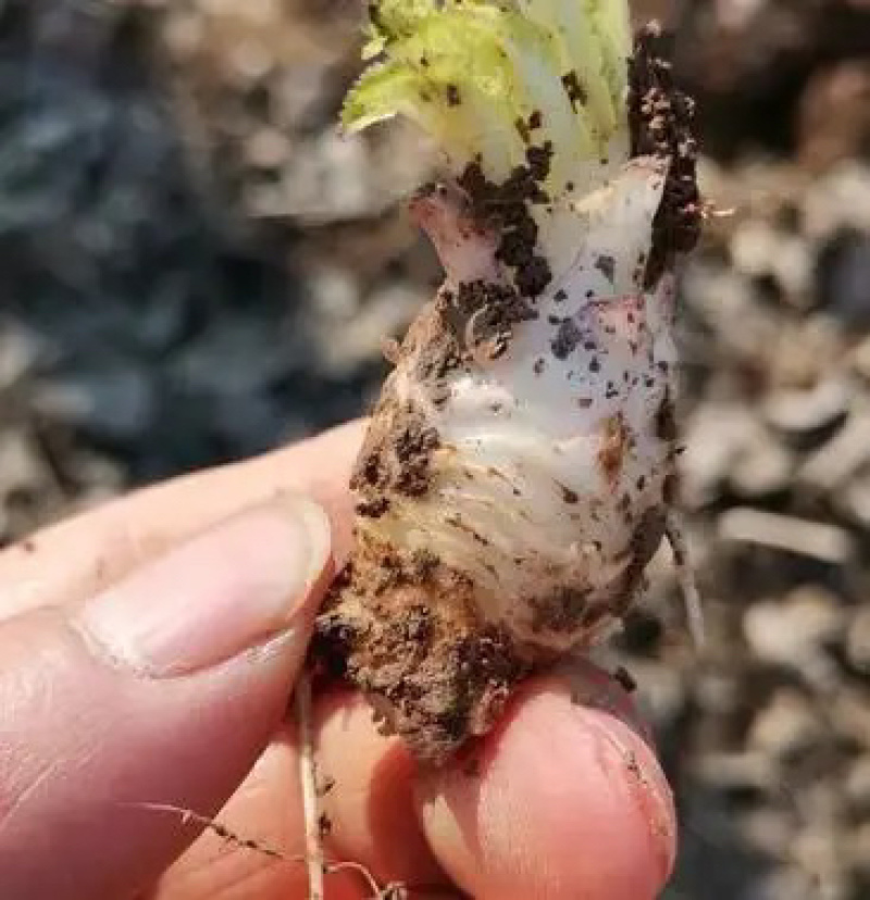 【亳州药材种苗】黑参苗基地直供包技术包回收