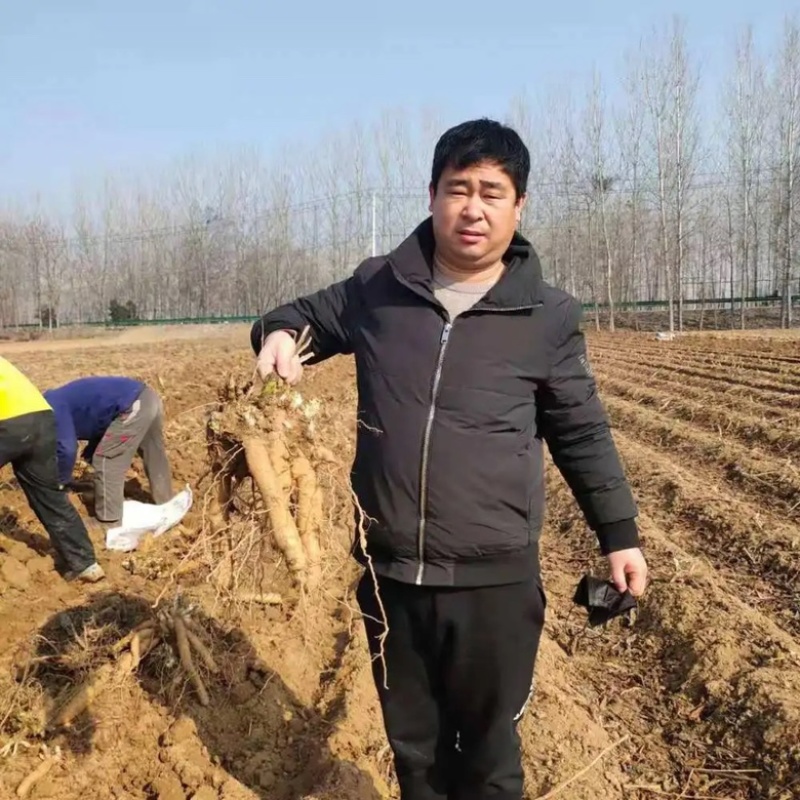【亳州药材种苗】黑参苗基地直供包技术包回收