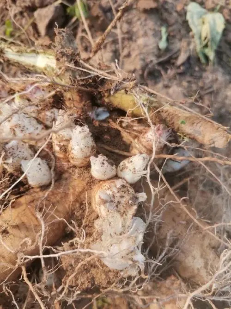 【亳州药材种苗】黑参苗基地直供包技术包回收