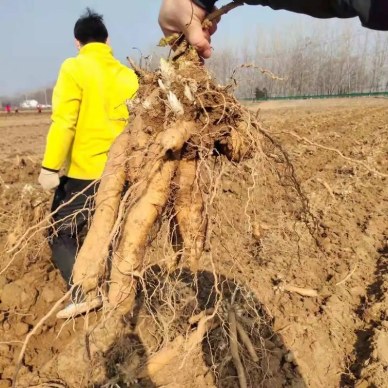 【亳州药材种苗】黑参苗基地直供包技术包回收