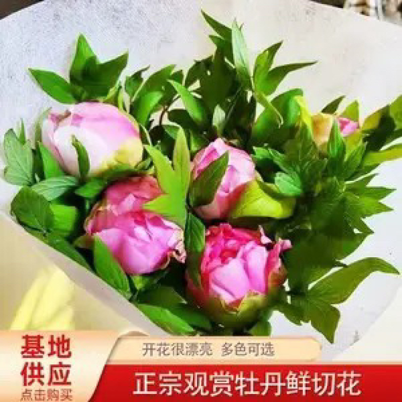 【亳州中药材种苗】牡丹苗基地直发诚信经营包技术包回收