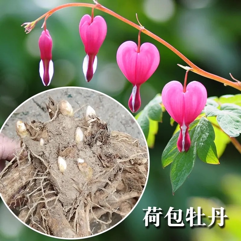 【亳州中药材种苗】牡丹苗基地直发诚信经营包技术包回收
