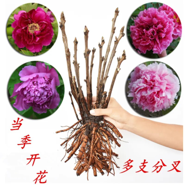 【亳州中药材种苗】牡丹苗基地直发诚信经营包技术包回收
