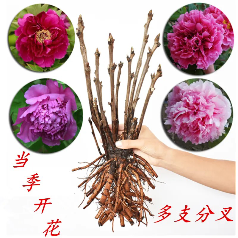 【亳州中药材种苗】牡丹苗基地直发诚信经营包技术包回收
