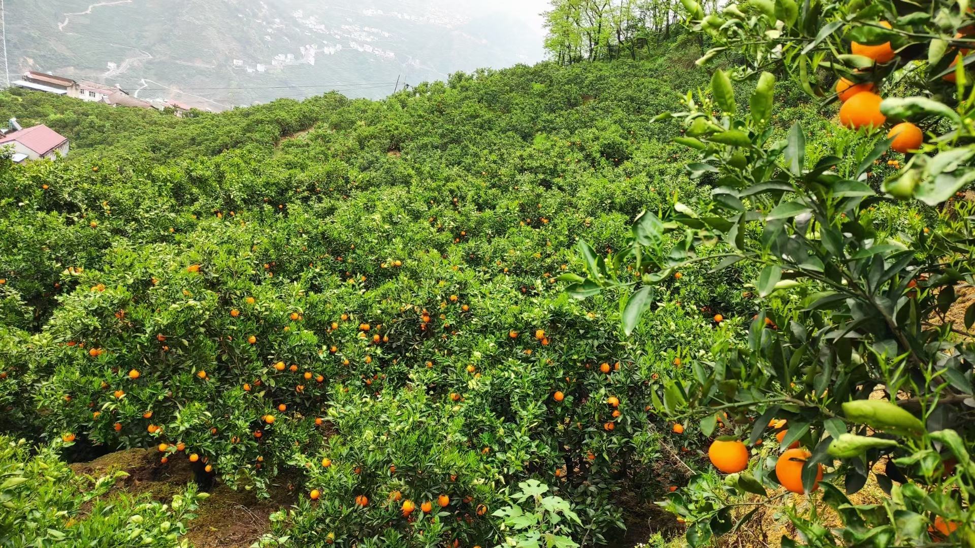 航拍视角下的秭归脐橙果园,连片的橙林覆盖山丘,呈现出丰收的金黄色调 秭归脐橙果园航拍图