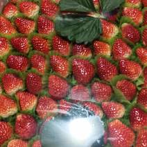 安徽天仙醉草莓精品一级大果可视频