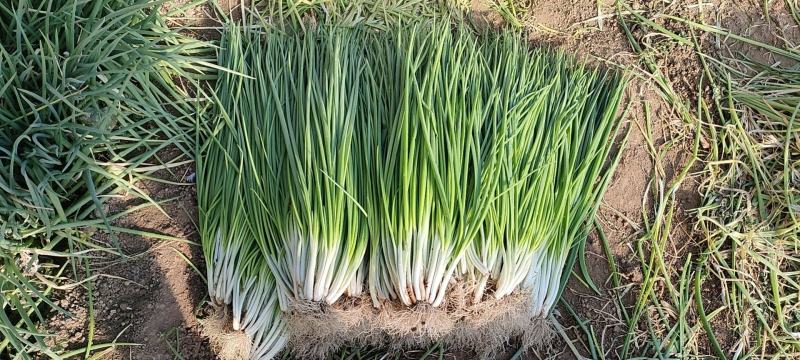 本地小香葱