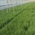 本地小香葱