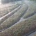 微喷带，喷灌水带，一手货源，厂家直发，水肥一体化灌溉