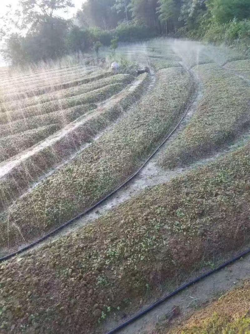 微喷带，喷灌水带，一手货源，厂家直发，水肥一体化灌溉