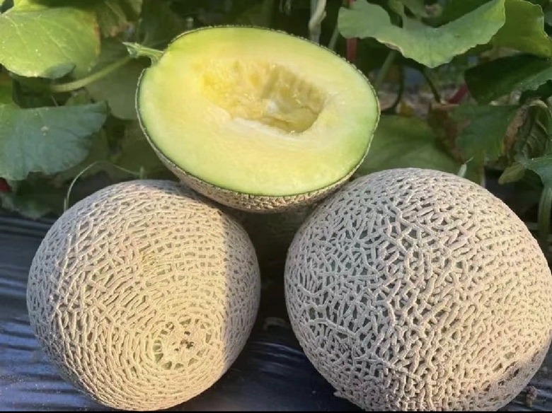 哈密瓜剖开散发酒味的特写