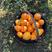 宜昌九月红脐橙产地一手货源现摘现卖，看园定货