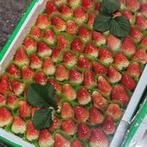安徽天仙醉草莓产地直发、品相质优量大欢迎来电