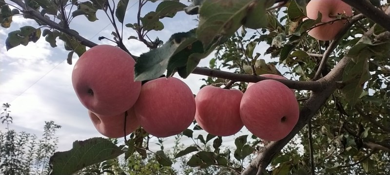 苹果，山西永和山地红富士。