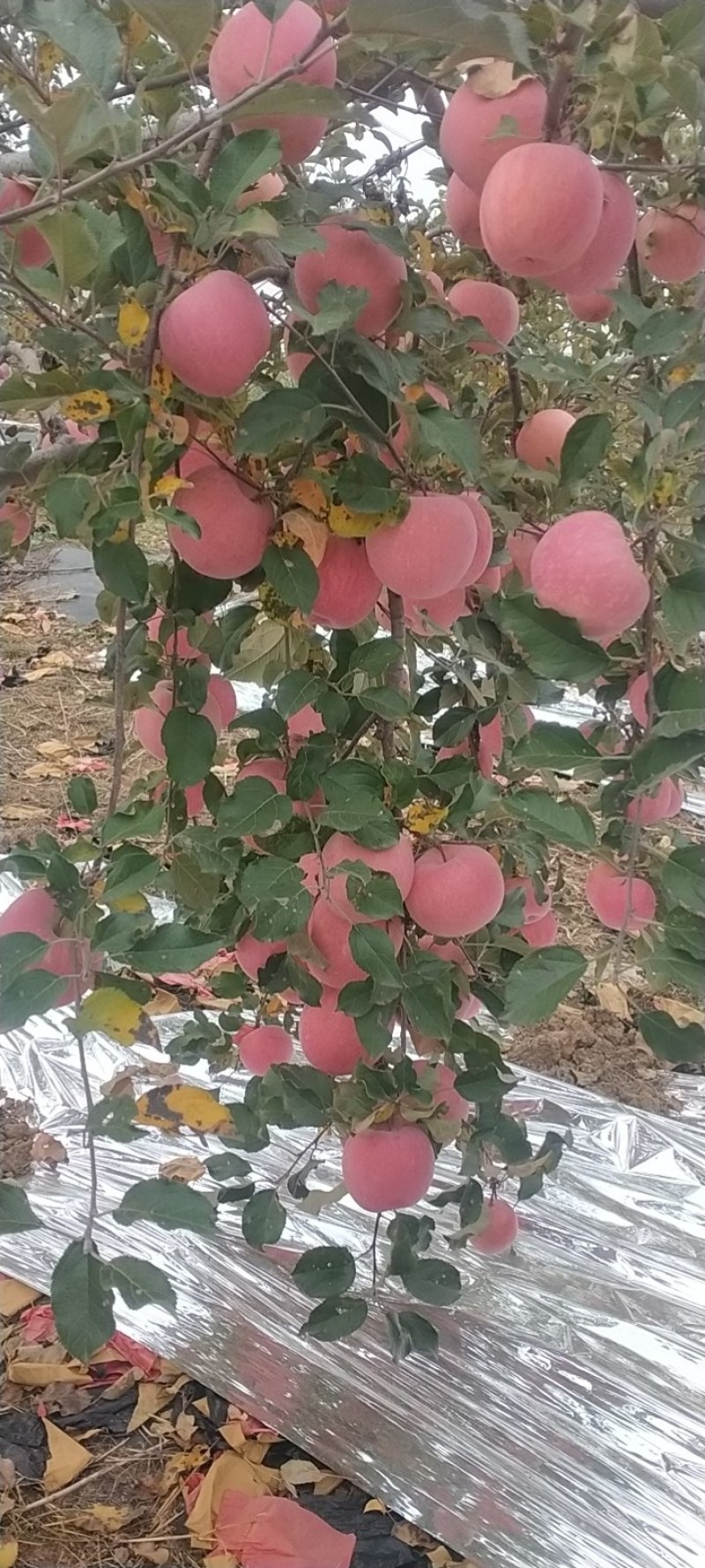 苹果，山西永和山地红富士。