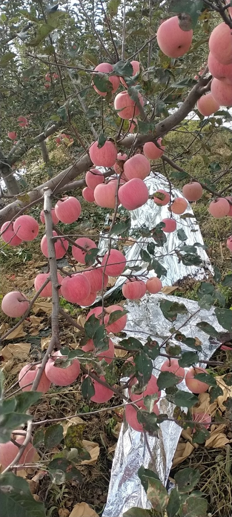 苹果，山西永和山地红富士。