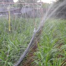 微喷带，喷灌水带，一手货源，厂家直发，水肥一体化灌溉