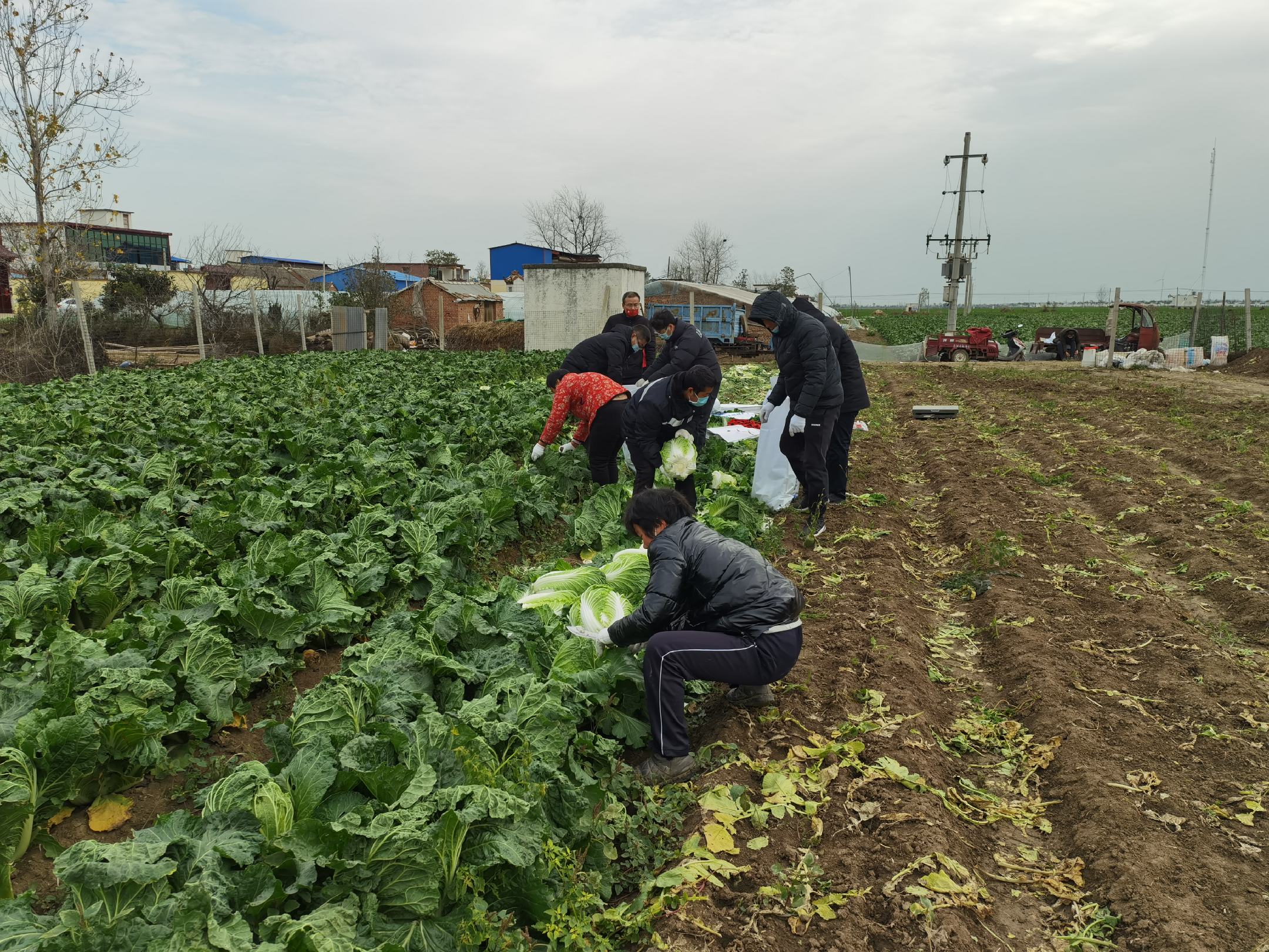 化学喷药防治现场图