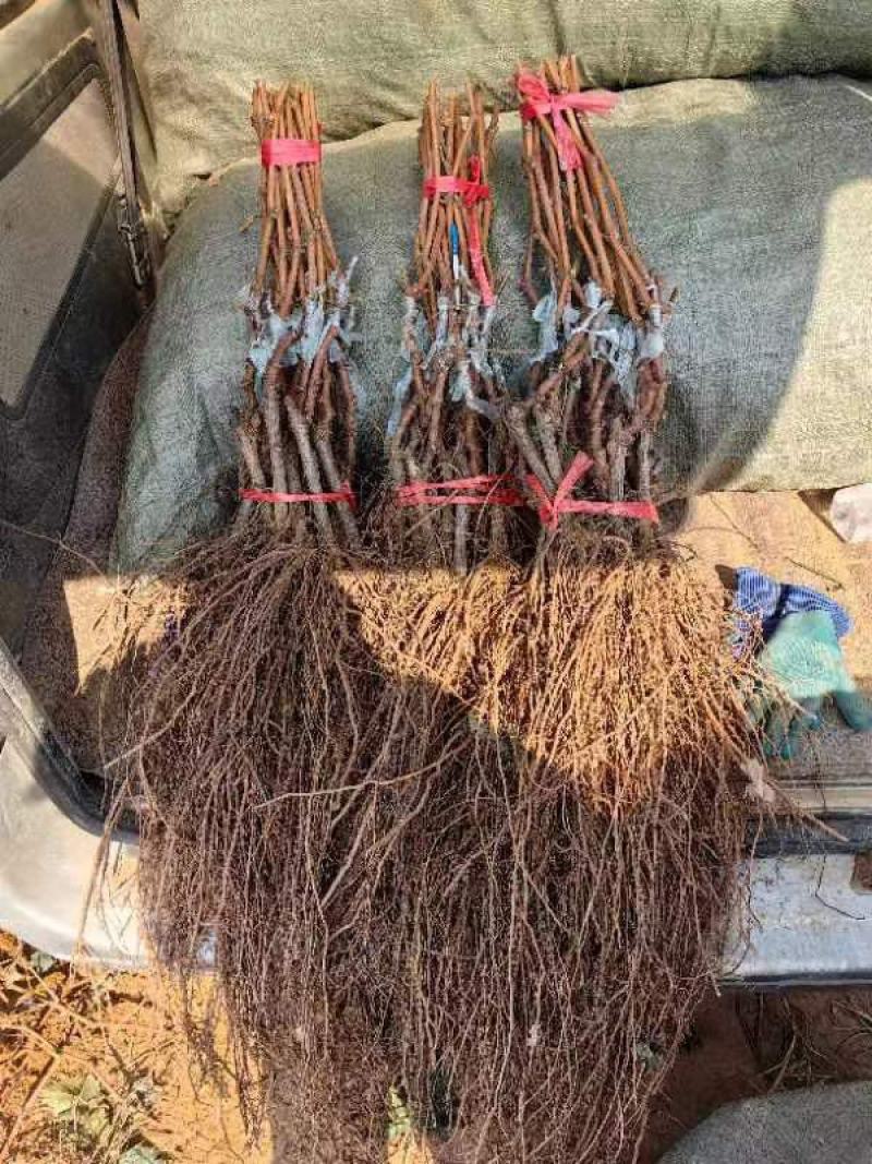 阳光玫瑰葡萄苗，保证质量纯度，假一赔十，