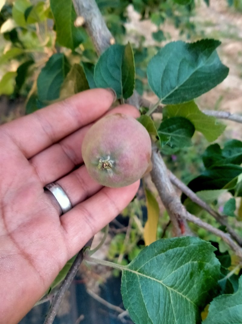 苹果，山西永和山地红富士。