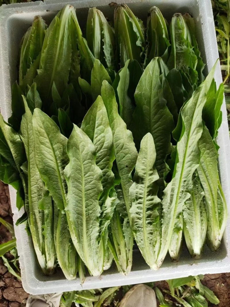 河北邯郸精品油麦菜主产地常年大量有货地头上车