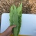 河北邯郸精品油麦菜主产地常年大量有货地头上车