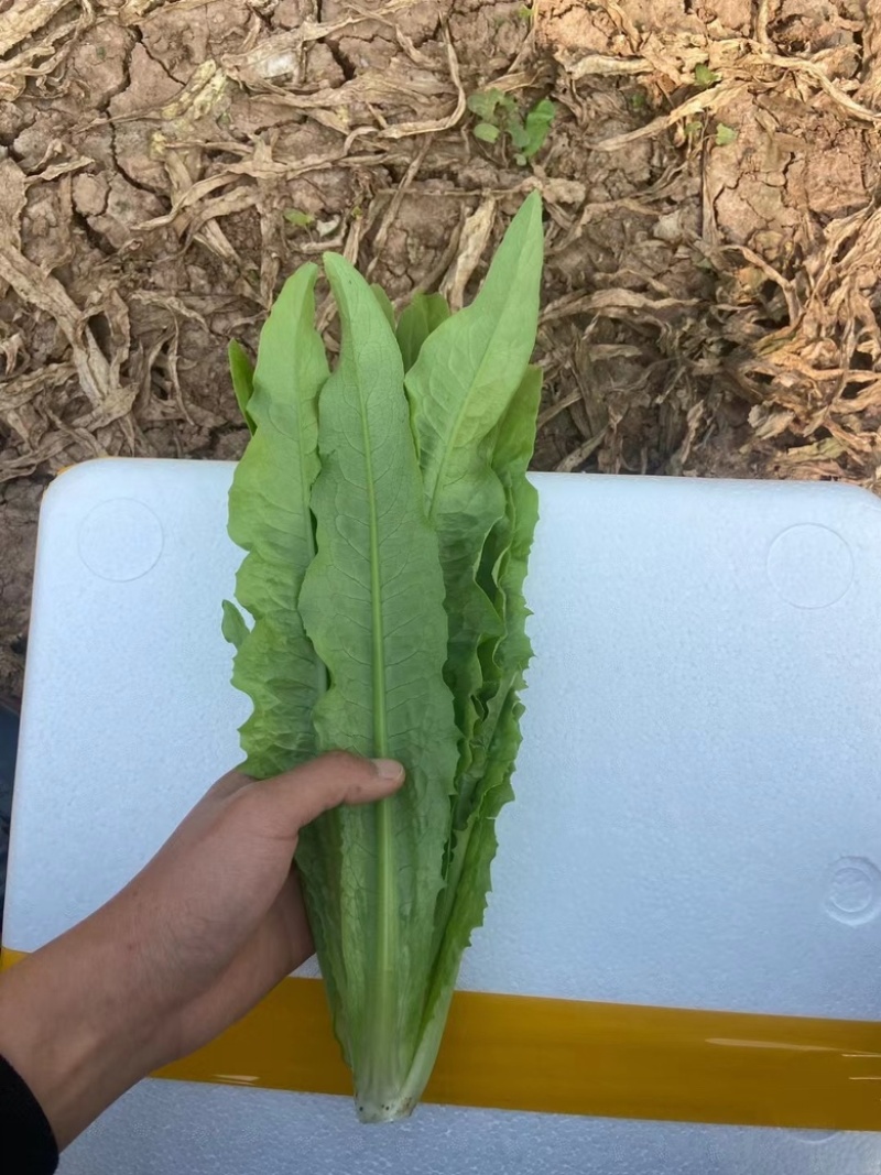 河北邯郸精品油麦菜主产地常年大量有货地头上车