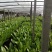 河北邯郸精品油麦菜主产地常年大量有货地头上车