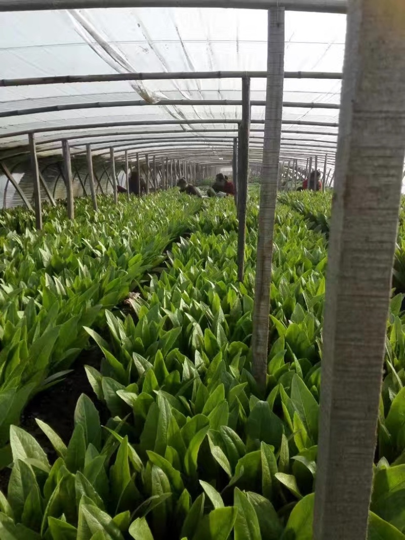 河北邯郸精品油麦菜主产地常年大量有货地头上车