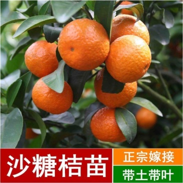 沙糖桔树苗矮化盆栽地栽南北方种植嫁接年优质苗精选苗