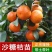 沙糖桔树苗矮化盆栽地栽南北方种植嫁接年优质苗精选苗