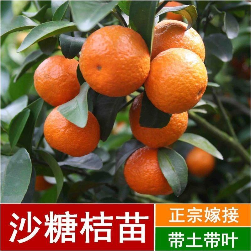 沙糖桔树苗矮化盆栽地栽南北方种植嫁接年优质苗精选苗
