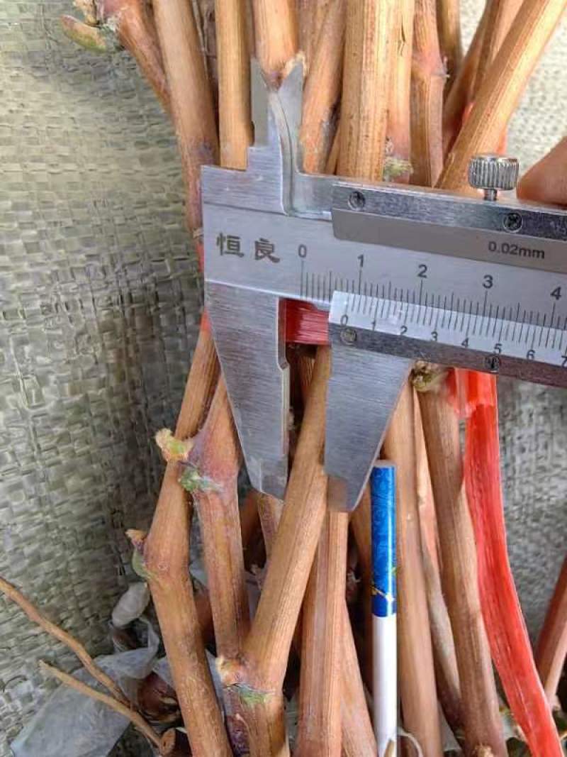 阳光玫瑰葡萄苗，一年苗30~50cm，保证纯度假一赔十