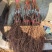 阳光玫瑰葡萄苗，一年苗30~50cm，保证纯度假一赔十