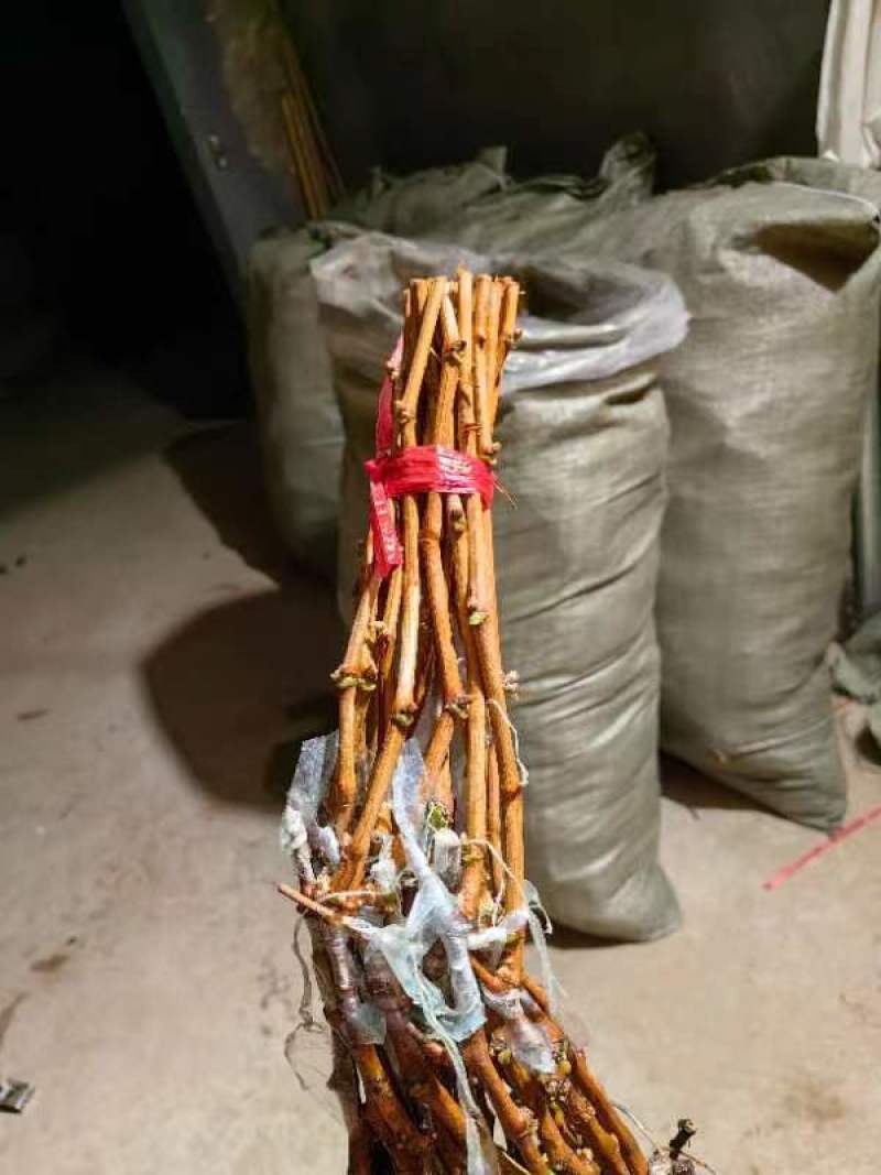 阳光玫瑰葡萄苗一年苗30~50cm纯度有保证假一赔十