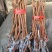 阳光玫瑰葡萄苗一年苗30~50cm纯度有保证假一赔十