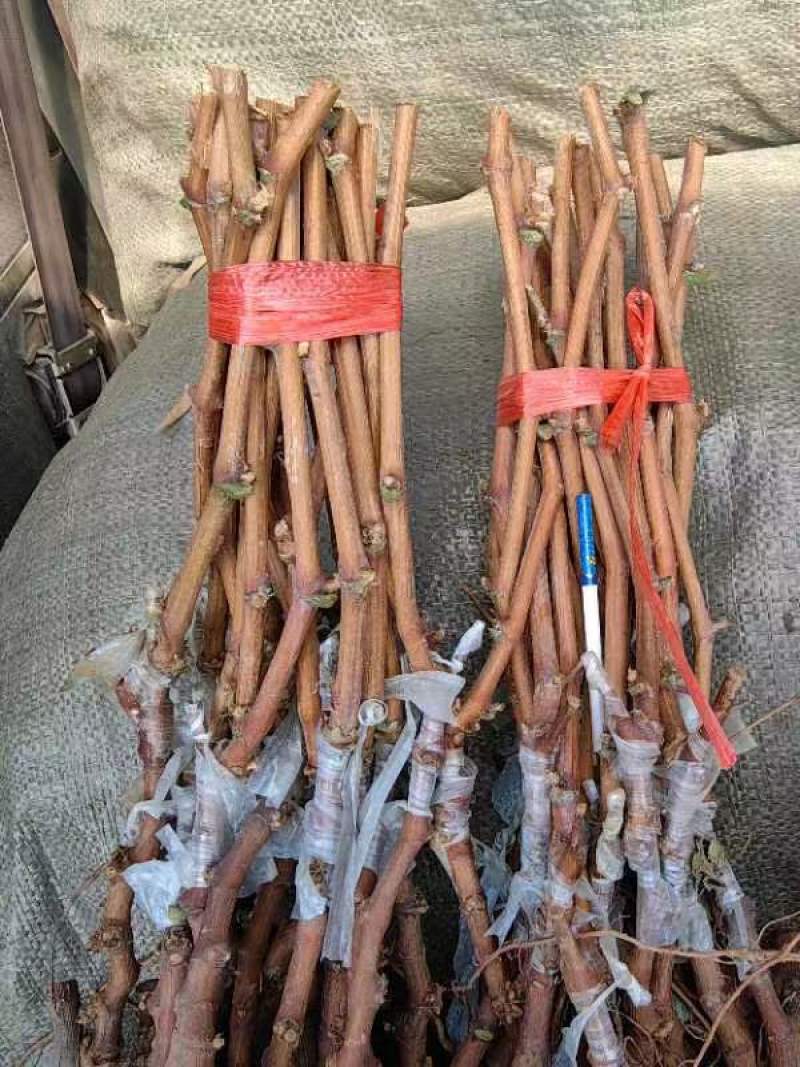 阳光玫瑰葡萄苗一年苗30~50cm纯度有保证假一赔十