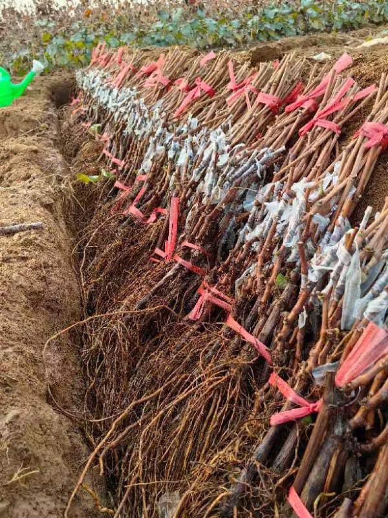 阳光玫瑰葡萄苗一年苗30~50cm纯度有保证假一赔十