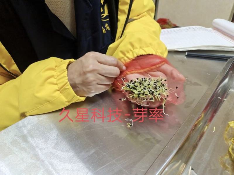 久星10号韭菜籽，抗寒不休眠，不易干尖，高产优质